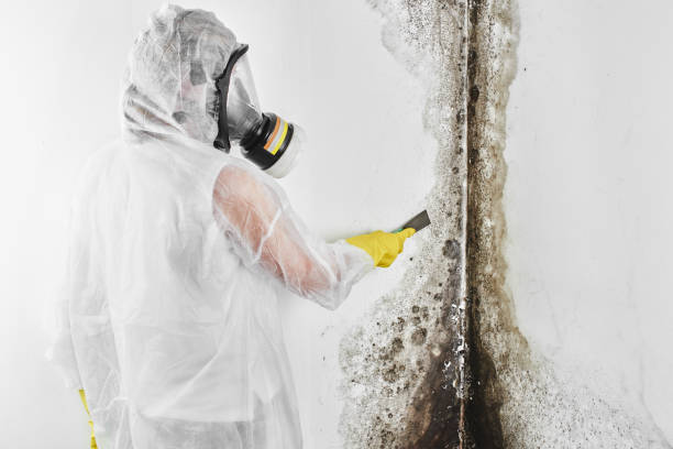 Best Emergency Mold Removal  in Midway North, TX