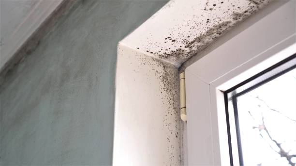Best Crawl Space Mold Removal  in Midway North, TX