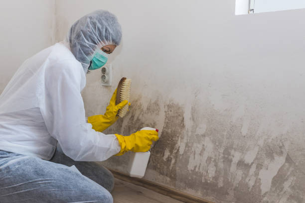 Best Mold Damage Repair  in Midway North, TX