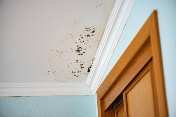 Best Professional Mold Removal  in Midway North, TX