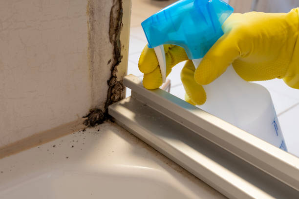 Best Mold Cleaning Services  in Midway North, TX