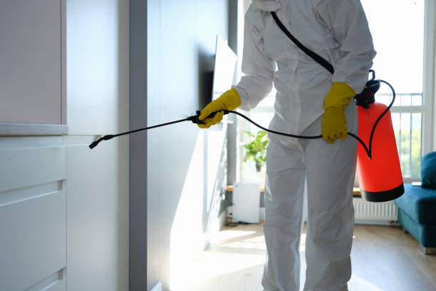 Mold Removal Process in Midway North, TX