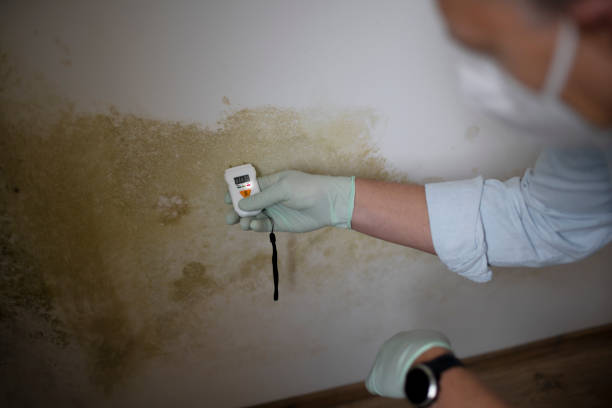 Mold Removal Process in Midway North, TX