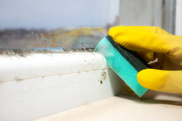 Best Black Mold Removal  in Midway North, TX