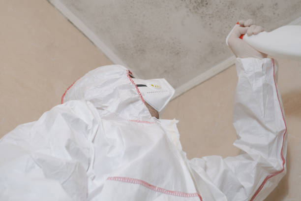 Best Office Mold Removal Services  in Midway North, TX