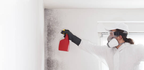 Best Home Mold Removal  in Midway North, TX