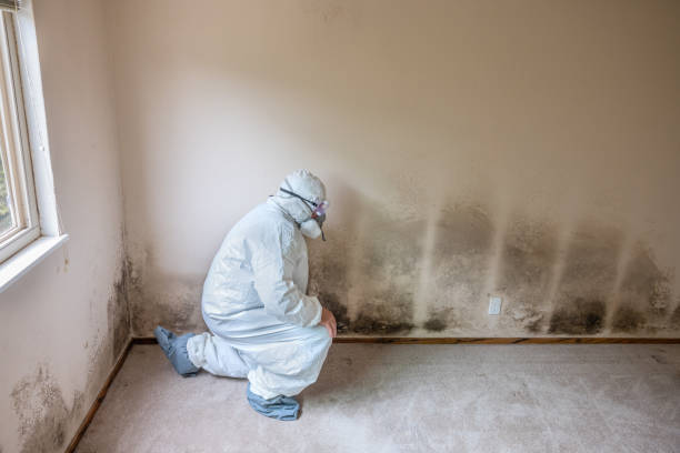 Best Black Mold Removal  in Midway North, TX