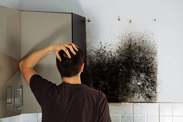 Best Affordable Mold Removal  in Midway North, TX